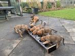 Hele mooie mechelse herder x golden retriever pups, Dieren en Toebehoren, Honden | Niet-rashonden, 8 tot 15 weken, Groot, Meerdere
