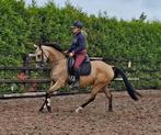 * Chique, lieve, valk E-pony merrie *, Dieren en Toebehoren, Pony's, B, Gechipt, 3 tot 6 jaar, Merrie
