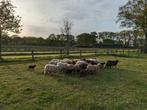 Skudde schapen met lammetjes, Dieren en Toebehoren, Schapen, Geiten en Varkens, Schaap, Meerdere dieren, 3 tot 5 jaar