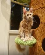 Maine coon kittens XXL met stamboom polydactyl en non polyda, Dieren en Toebehoren, Katten en Kittens | Overige Katten, Meerdere dieren