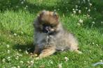 Dwergkees pups ,pomeriaan, keeshond,spitz, Rabiës (hondsdolheid), 15 weken tot 1 jaar, Buitenland, Poolhond