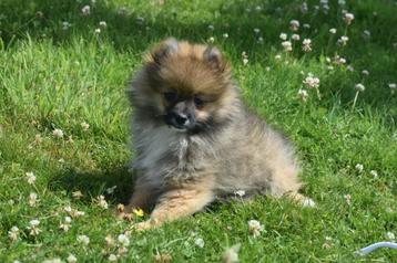 Dwergkees pups ,pomeriaan, keeshond,spitz  beschikbaar voor biedingen