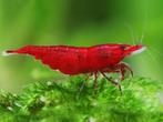 🦐 Mooie rode garnalen (Neocaridina), Dieren en Toebehoren, Vissen | Aquariumvissen, Kreeft, Krab of Garnaal
