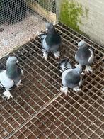 Takla duiven, Dieren en Toebehoren, Meerdere dieren, Postduif