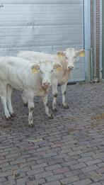 2 blonde vaarzen, Meerdere dieren