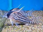 GEZOCHT. Schwartzi corydoras, Dieren en Toebehoren, Vis