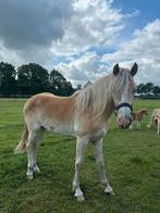 2 jaarlingen  Haflinger merrie met stamboek., Dieren en Toebehoren, Pony's, Merrie, Recreatiepony, 0 tot 2 jaar