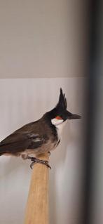 Roodoor Buulbuul geringd 2023 onverwant en zitten koud, Meerdere dieren, Tropenvogel, Geringd