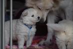 Zwitserse Witte Herder pups, Dieren en Toebehoren, Honden | Herdershonden en Veedrijvers, Nederland, CDV (hondenziekte), 8 tot 15 weken