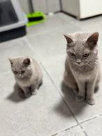 3X British short hair lilac kleur, Meerdere dieren, Kortharig, 0 tot 2 jaar