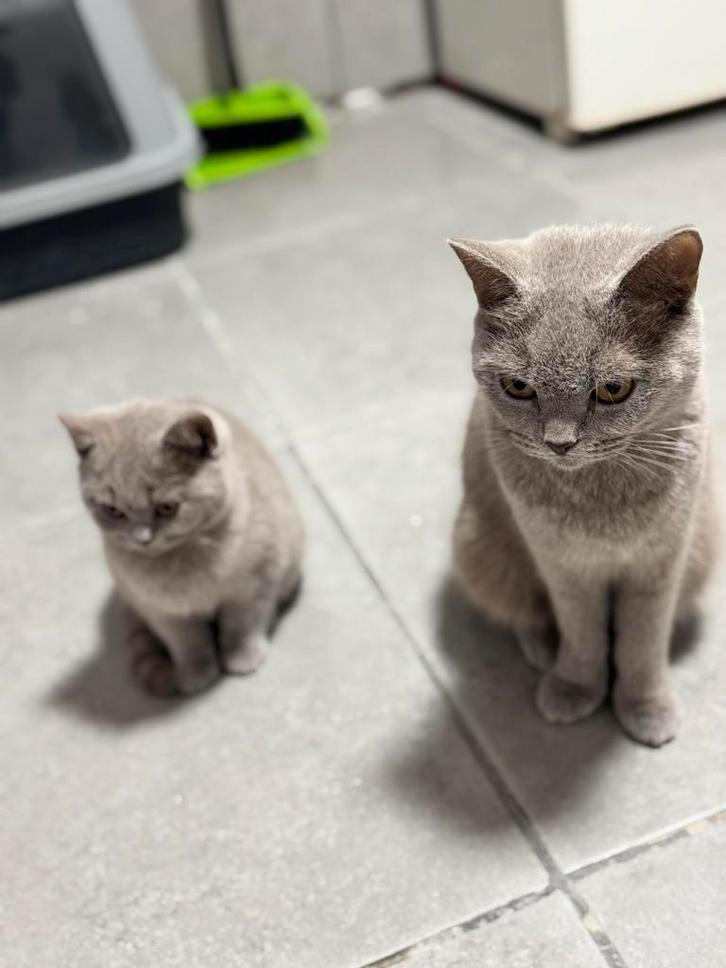 3X British short hair lilac kleur, Dieren en Toebehoren, Katten en Kittens | Overige Katten, Kortharig, Meerdere dieren, 0 tot 2 jaar