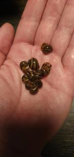 Asolene spixii – Zebra Appelslak, Dieren en Toebehoren, Vissen | Aquariumvissen, Vis