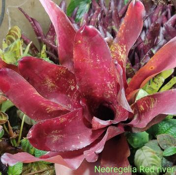 Prachtige Bromelia's, heel veel soorten beschikbaar voor biedingen