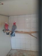 Koppel rose kaketoes, Dieren en Toebehoren, Vogels | Parkieten en Papegaaien, Meerdere dieren, Parkiet