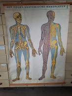 Van Goor's schoolplaat menselijk lichaam, Antiek en Kunst, Natuur en Biologie, Ophalen of Verzenden