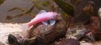 Ancistrus temminckii "Snow white L144, Dieren en Toebehoren, Vis