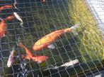 Kooikarper, Dieren en Toebehoren, Vissen | Vijvervissen, Karper of Koi