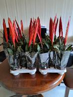 Te koop mooie kamerplanten, Huis en Inrichting, Kamerplanten, Ophalen of Verzenden, Halfschaduw, Minder dan 100 cm