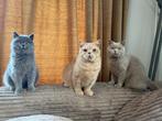 Britse korthaar kittens met stamboom, Dieren en Toebehoren, Meerdere dieren, 0 tot 2 jaar, Met stamboom