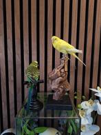 Opgezette grasparkieten, Ophalen of Verzenden, Nieuw, Vogel, Opgezet dier