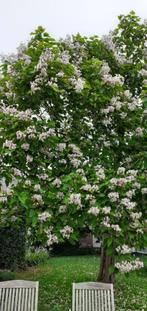 catalpa, In pot, Ophalen