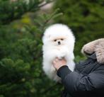 Pomeriaan | Pomeranian | Puppy | Reutje | Stamboom | Beertje, Dieren en Toebehoren, Reu, 8 tot 15 weken, Buitenland, Eén hond