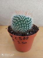 mammillaria cristaat potmaat 8.5 nummer C588, Ophalen of Verzenden