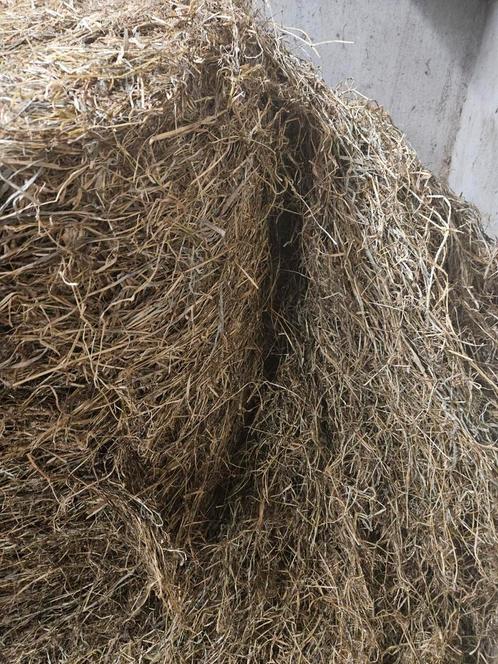 Midibalen hooi/voordroog 2024, geschikt voor paarden, Dieren en Toebehoren, Dierenvoeding, Vee, Ophalen