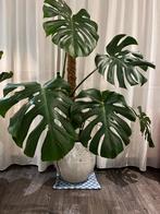 Grote Monstera plant met pot, Huis en Inrichting, Kamerplanten, Ophalen, 100 tot 150 cm, Overige soorten, Halfschaduw