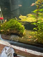 Crystal red garnalen, Dieren en Toebehoren, Vissen | Aquariumvissen, Kreeft, Krab of Garnaal