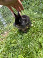 NHD dwerg hangoor konijntjes 12 week, Dieren en Toebehoren