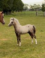 Welsh A schimmel Hengstveulen, Dieren en Toebehoren, Pony's, Niet van toepassing, 0 tot 2 jaar, Hengst, B pony (1.17m tot 1.27m)