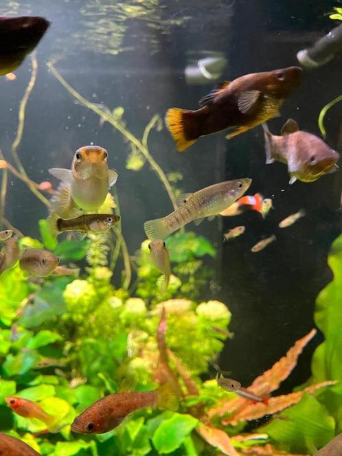 Limia perugiae, Dieren en Toebehoren, Vissen | Aquariumvissen, Zoetwatervis, Vis