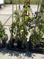 Clematis div soorten en kleuren overjarige planten  6,95, Ophalen, Vaste plant, Halfschaduw, Klimplanten