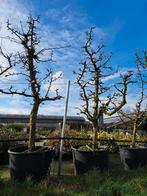 Stoofpeer, laagstam oude fruitbomen! Pyrus gieserwildeman, Halfschaduw, Perenboom, 100 tot 250 cm, Ophalen of Verzenden