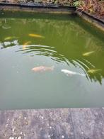 Koikarpers 25 stuks ongeveer.bieden, Dieren en Toebehoren, Karper of Koi