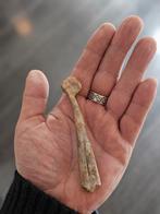 Metacarpal (hand) bot Azhdarchid Pterosaurus (+certificaat), Ophalen of Verzenden, Fossiel