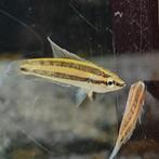 Parosphromenus sumatranus, Dieren en Toebehoren, Vissen | Aquariumvissen, Vis