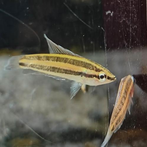 Parosphromenus sumatranus, Dieren en Toebehoren, Vissen | Aquariumvissen, Vis