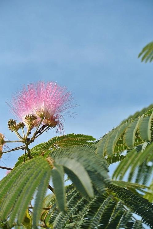 Perz. slaapboom Albizia julibrissin'E.H. Wilson'te koop, Tuin en Terras, Planten | Bomen, Overige soorten, Volle zon, Ophalen