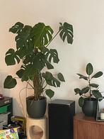 Monstera kamer plant, Huis en Inrichting, Kamerplanten, Ophalen of Verzenden, Overige soorten, Minder dan 100 cm