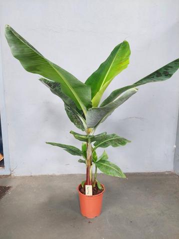 Musa Cavendish - Bananenplant H: 125 cm. beschikbaar voor biedingen