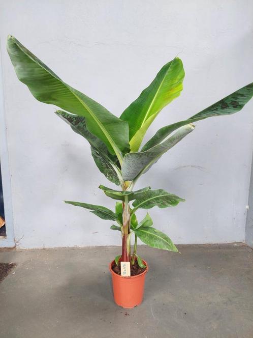 Musa Cavendish - Bananenplant H: 125 cm., Huis en Inrichting, Kamerplanten, Overige soorten, Minder dan 100 cm, Groene kamerplant