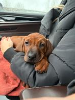 Rhodesian ridgeback pup teefje 10 weken, Parvo, Overige rassen, 8 tot 15 weken, Teef