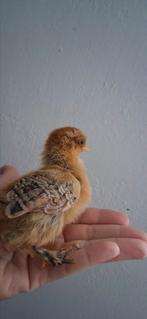 Brahma kriel kuikens, Dieren en Toebehoren, Pluimvee, Geslacht onbekend, Kip