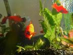 Platy, Goudvis(sen)