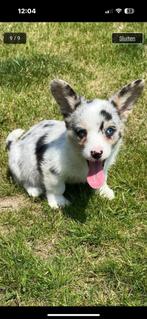 Welsh corgi cardigan pups te koop, Dieren en Toebehoren, Honden | Herdershonden en Veedrijvers, België, Particulier, Rabiës (hondsdolheid)
