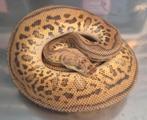 Python regius pastel leopard clown man, Dieren en Toebehoren, Reptielen en Amfibieën, Slang