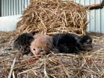 Mooie boerderij kittens te koop, Dieren en Toebehoren, Katten en Kittens | Overige Katten, Meerdere dieren