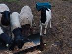 Persian blackhead rammen, Dieren en Toebehoren, Mannelijk, Schaap